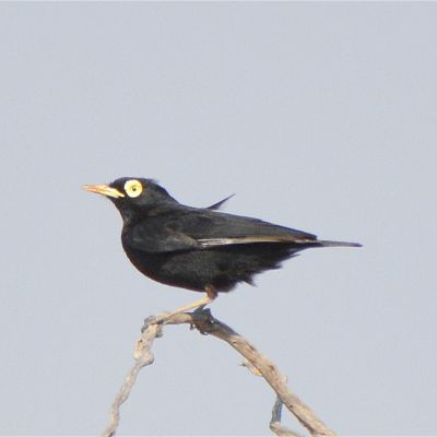 Spectacled Tyrant (3)
